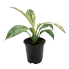 Spathiphyllum Jessica
