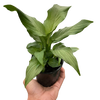 Spathiphyllum 'Platinum Mist'