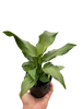 Spathiphyllum 'Platinum Mist'