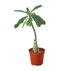 Succulent Adenium Obesum 'Desert Rose'