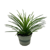 Succulent Agave Twin Flower