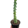 Boobie Cactus