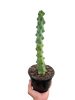 Boobie Cactus