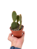 Opuntia 'Microdasys' (Bunny Ear Cactus)