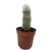 Succulent Cactus Old Man