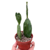 Succulent Prickly Pear Cactus