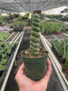 Succulent Unicorn Cactus | Rare Spiral Columnar Cactus | House Plant Shop