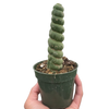 Succulent Unicorn Cactus | Rare Spiral Columnar Cactus | House Plant Shop