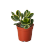 Succulent Crassula Jade Variegated