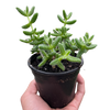Delosperma echinatum 'Pickle Plant'