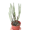 Succulent Euphorbia Aeruginosa