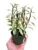 Variegated Devil's Backbone Euphorbia