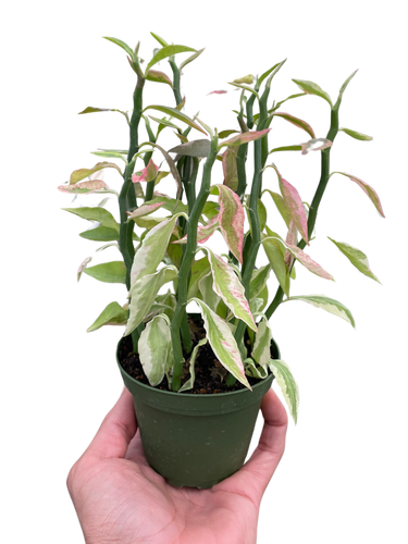 Variegated Devil's Backbone Euphorbia