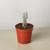 4 Succulent Euphorbia 'Dragon Bone'