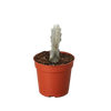 Succulent Euphorbia 'Dragon Bone'
