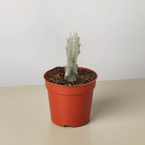 4 Succulent Euphorbia 'Dragon Bone'