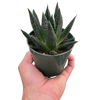 Succulent Gasteria Durban