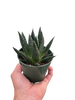 Succulent Gasteria Durban