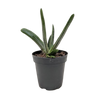 Succulent Gasteria Little Warty