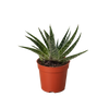 Succulent Gasteria Zimflora