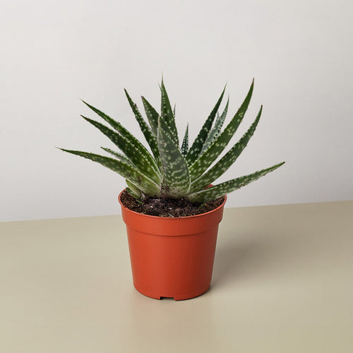 Succulent Gasteria Zimflora