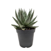 Succulent Haworthia Savanna