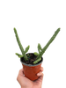 Red Dragon Flower (Huernia schneideriana)