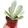 Succulent Kalanchoe 'Flap Jack'