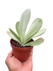 Succulent Kalanchoe 'Flap Jack'