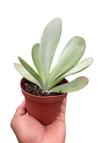 Succulent Kalanchoe 'Flap Jack'