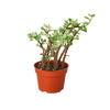 Succulent Portulacaria 'Rainbow Bush' - 4 Pot