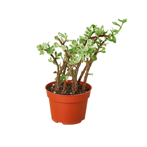 Succulent Portulacaria 'Rainbow Bush' - 4 Pot