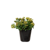 Sedum Little Miss Sunshine