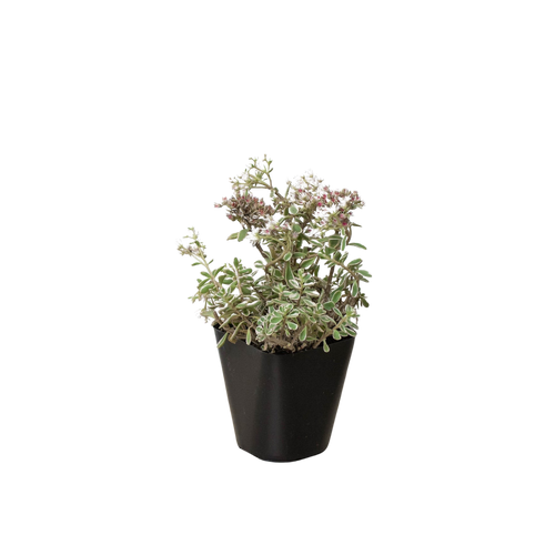 Sedum Tricolor