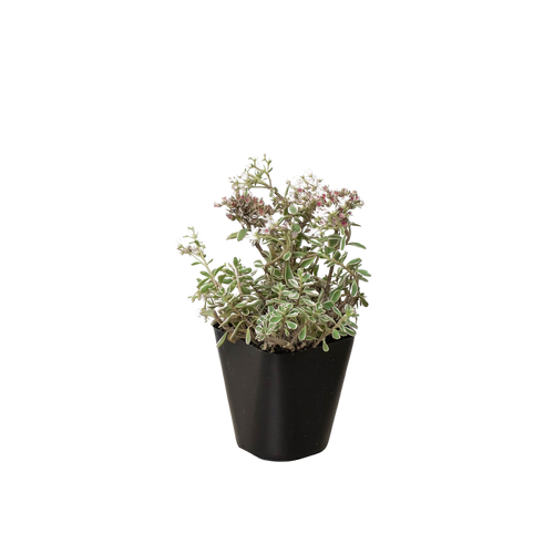 Sedum Tricolor