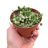 Succulent 'String of Pearls' Variegated