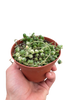 Succulent 'String of Pearls' Variegated