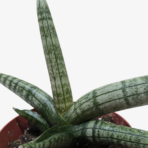 Succulent Stapelia African Starfish
