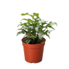 Syngonium 'Three Kings'