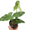 Syngonium 'Albo Variegata'