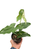 Syngonium 'Albo Variegata'