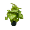 Syngonium Cream Allusion