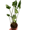 Syngonium 'Godzilla'