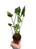 Syngonium 'Godzilla'