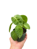 Syngonium 'Ice Frost'