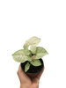 Syngonium 'Milk Confetti'