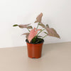 Syngonium 'Pink Splash' - 4 Pot