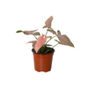 Syngonium 'Pink Splash' - 4 Pot