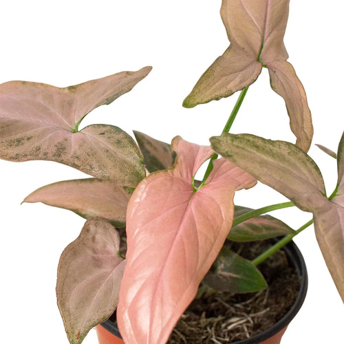 Syngonium 'Pink Splash' - 4 Pot