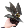Syngonium 'Red Arrow'